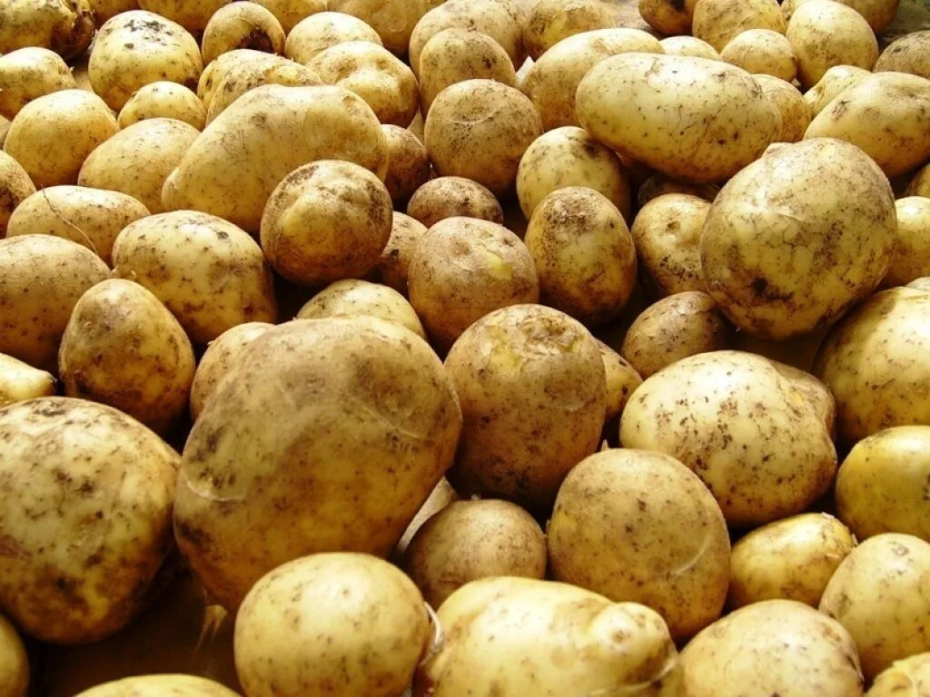 Photo potato. Photo potato