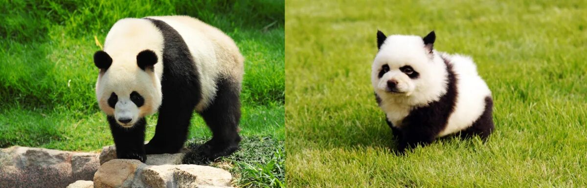 Pandas vs. Pandas vs. Pandas vs. Милая панда. Собака похожая на панду.