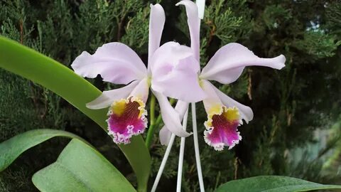 Cattleya Eva's Fábula Y Azúcar.