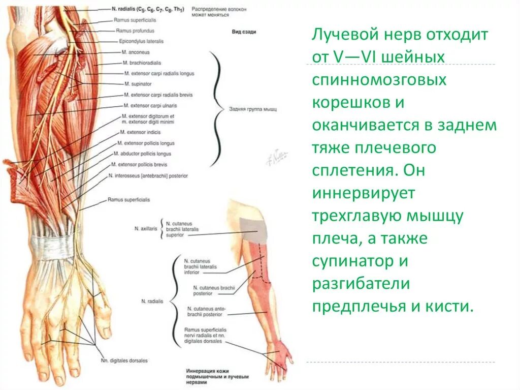 Задний кожный нерв предплечья. Анатомия поверхностной ветви лучевого нерва. Плечевое сплетение локтевой нерв. Иннервация срединного нерва кисти.