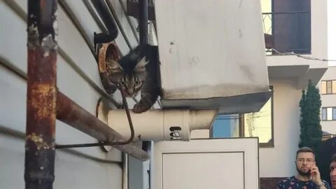 Кот новороссийск