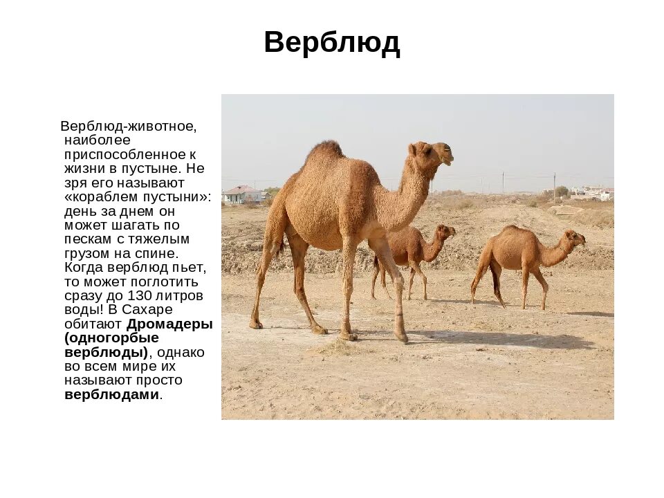 Верблюды читать полностью