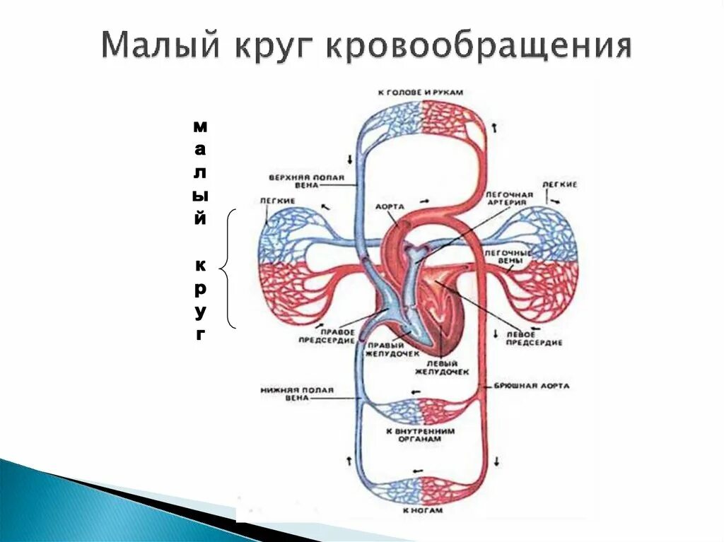 Особенности строения большого круга кровообращения. Круги кровообращения большой круг малый круг. Малый круг кровообращения схема кровотока. Легочный круг кровообращения схема. 1. Малый круг кровообращения начинается:.