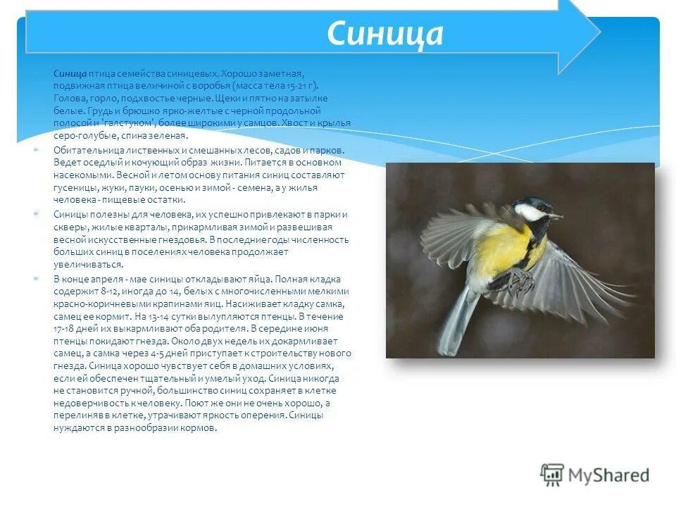 Предложение со словом синица. Предложение со словом снегирь. Синицы составить предложение. Синица описание птицы. Соловьи синички птицы.