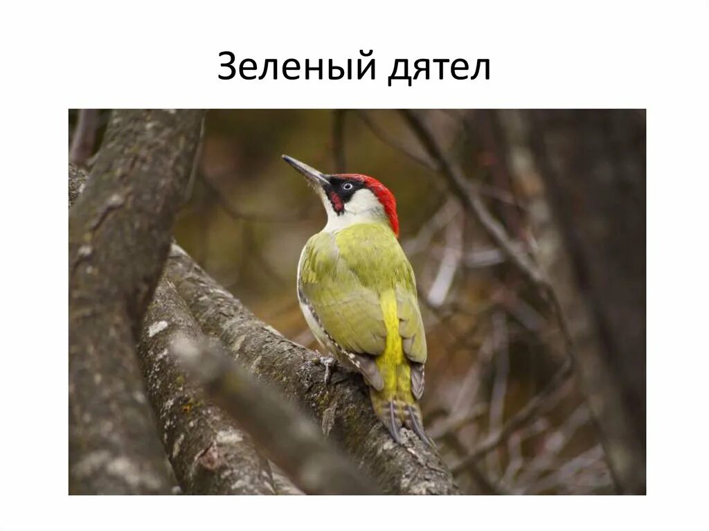 Покажи зеленого дятла. Зеленоголовый дятел. Зеленый дятел кавказа. Покажи зеленого дятла. Зелёный дя́тел (picus viridis).
