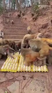 Обезьяна разобрать