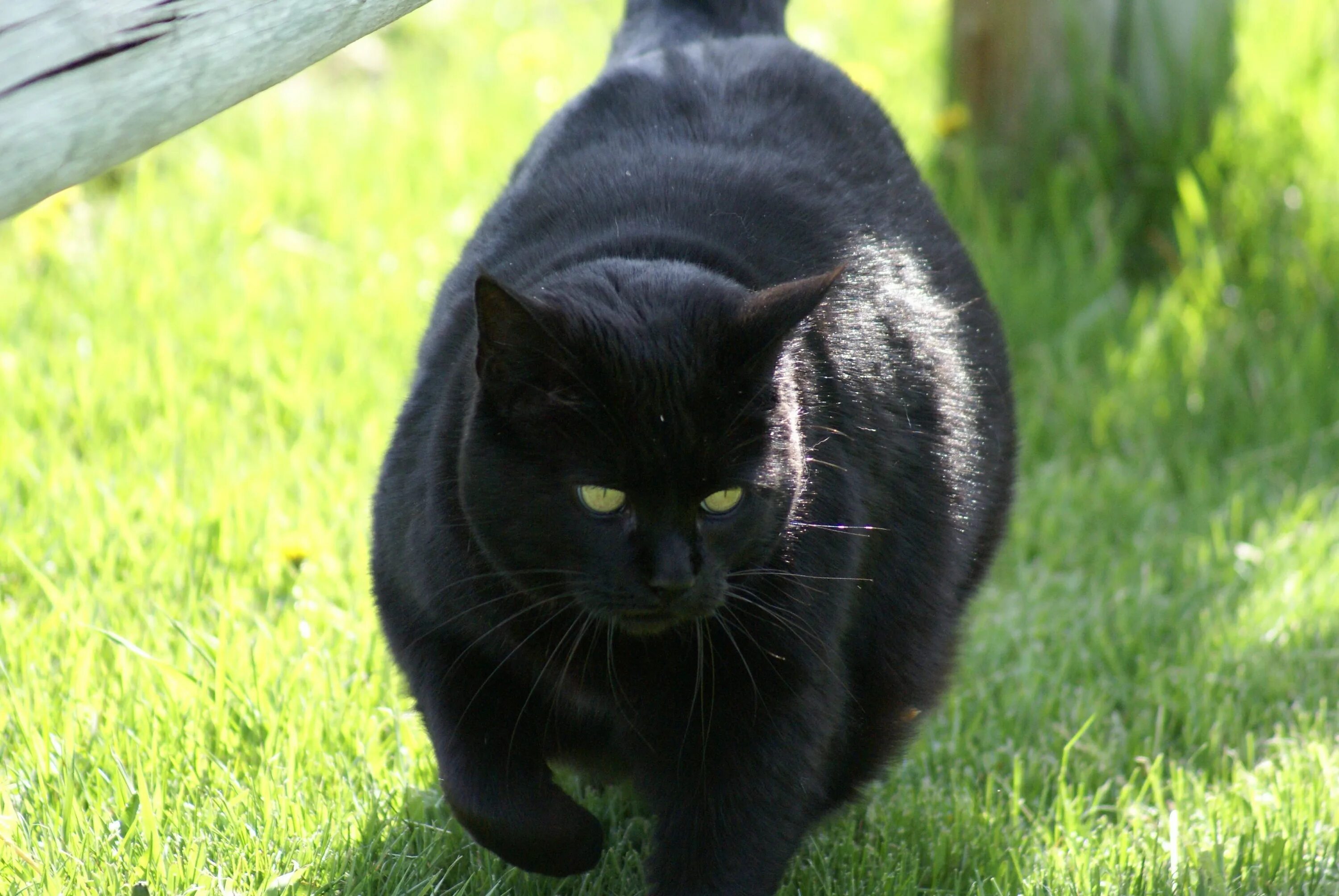 Толстый черный. Мэнкс кошка черная. Толстый черный кот. Толстая черная кошка. Огромный черный кот.