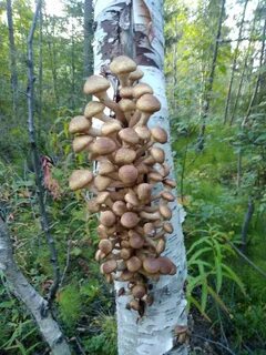 Опята питаются соком березы