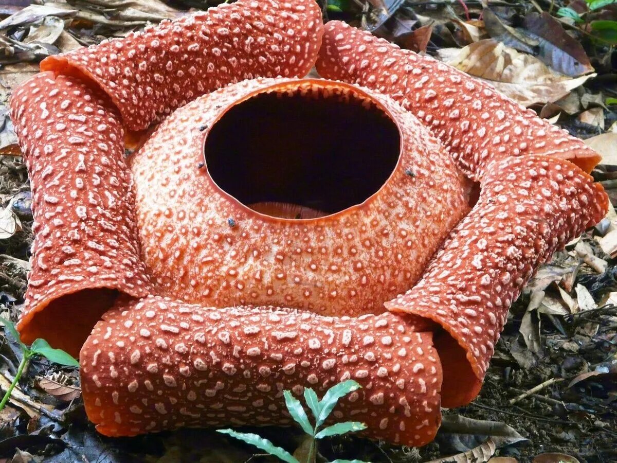 Цветок который воняет. Раффлезия Арнольди с Борнео. Раффлезия Арнольди самый. Цветок раффлезия Арнольди запах. Раффлезия Арнольда (Rafflesia arnoldii).