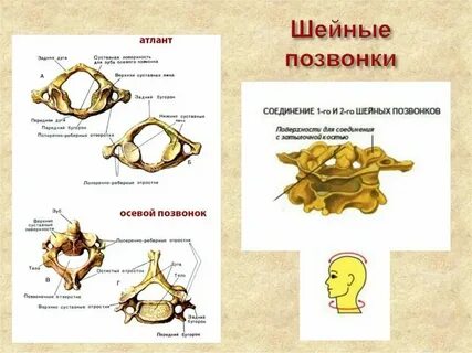 Передний и задний бугорки шейных позвонков