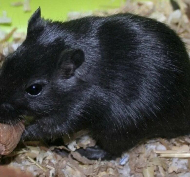 Microsoft wireless mobile mouse 1850. Мышь черного цвета. Маленькая черная мышь. Сатиновые крысы блэк тан. Крыса дамбо черная.