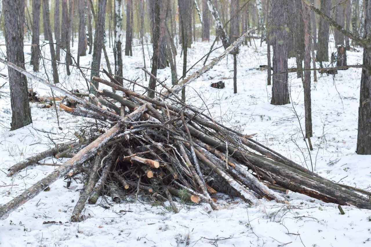 Собрать валежник в лесу. Собирание валежника в россии. Собрать валежник в лесу. Собрать валежник в лесу. Хворост в лесу.