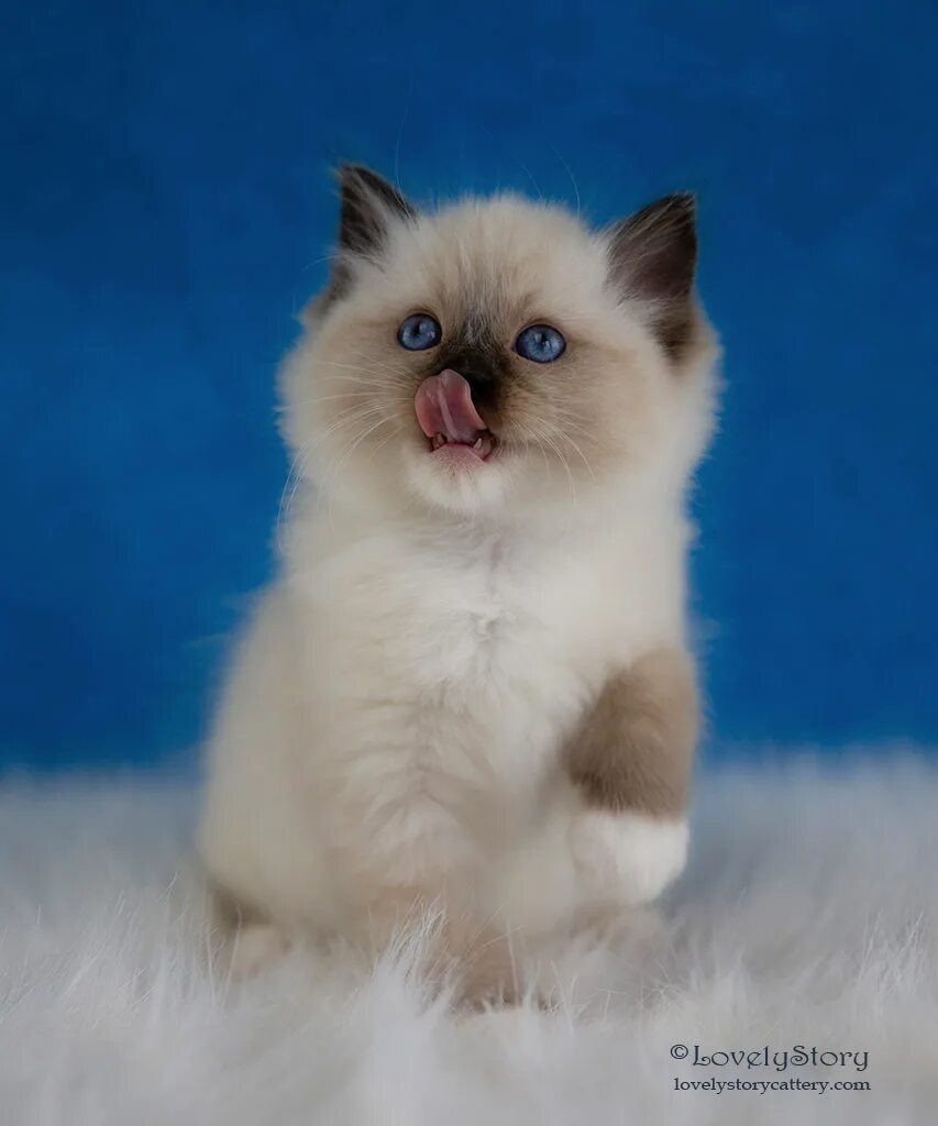 ragdoll elado Online Shopping