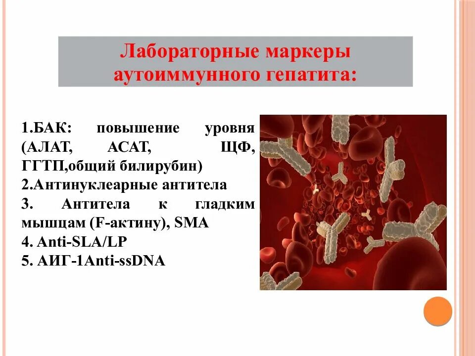 Антитела к hepatitis c. Антитела при аутоиммунном гепатите. антитела к гладкой мускулатуре. sma антитела. гладкомышечные антитела.