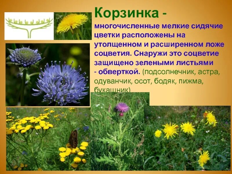 Осот бодяк листья. Осот лечебные свойства. Осот полевой лечебный. Осот огородный польза. Какую среду обитания освоил осот.