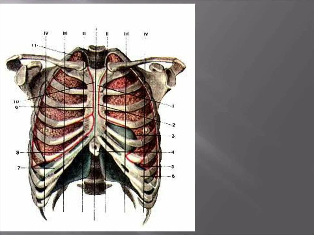 Топография грудной клетки границы. Проекция границ легких и плевры. Анатомический атлас Грудина. Границы легкого по ребрам