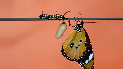 Metamorphosis