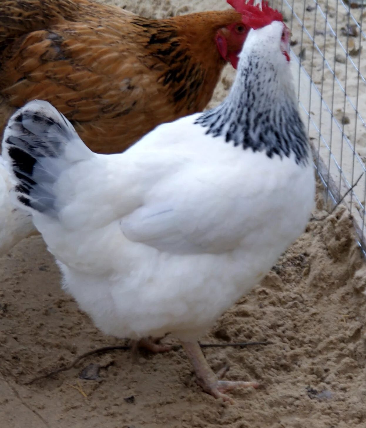 породы кур несушек с фотографиями и названиями доминант. курица несушка. куры несушки доминант д107. яичные породы кур несушек. австралорп порода кур несушек.