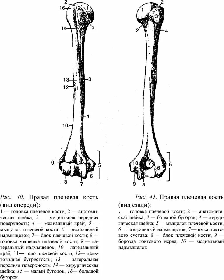 Плечевая кость правая вид спереди. Плечевая кость анатомия вид спереди. Строение плечевой кости на латинском и русском.