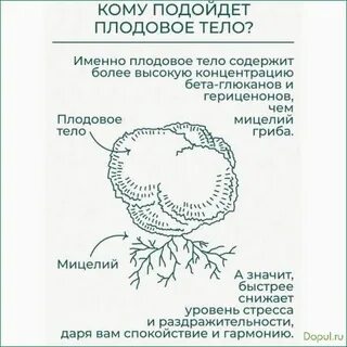 Мицелий или плодовое