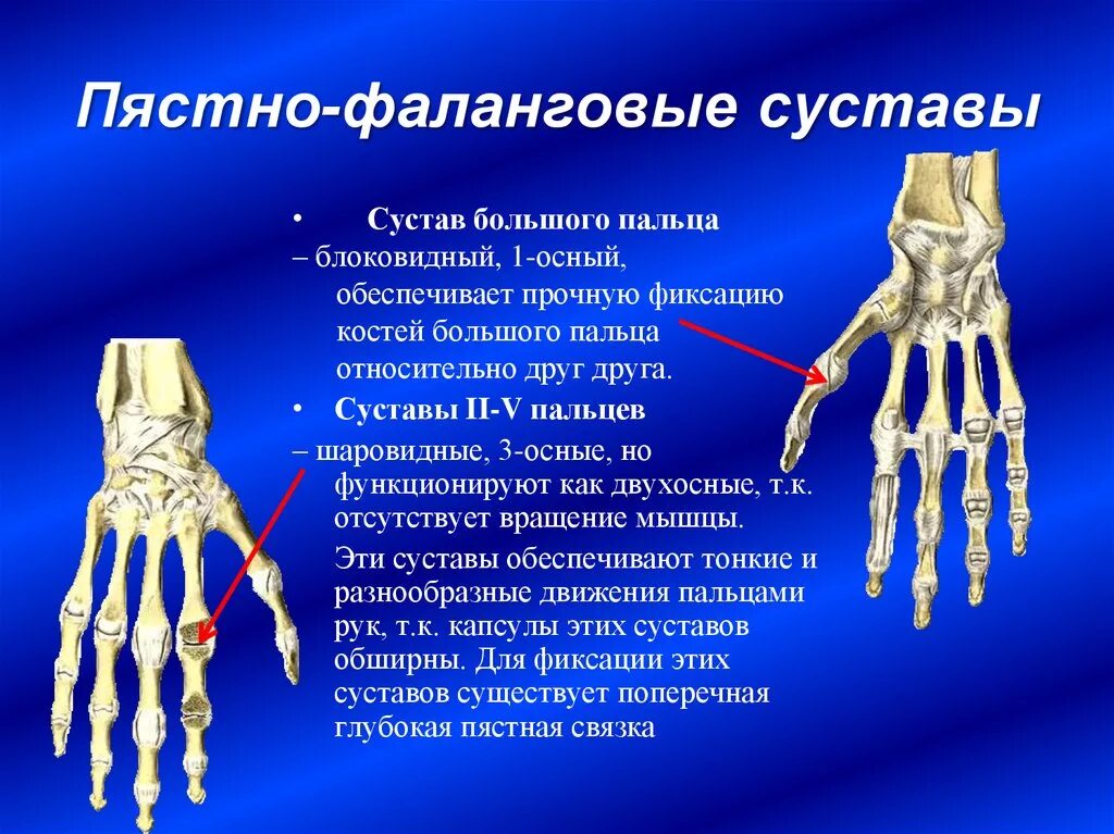 Соединение костей особенности строения конечностей. 1 Пястно-фаланговый сустав анатомия. Пястно фаланговые суставы кости. Анатомия 3 пястной кости. Запястно-пястный сустав 1 пальца кисти.