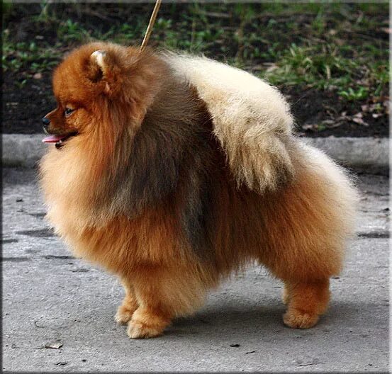 до какого размера вырастают шпицы