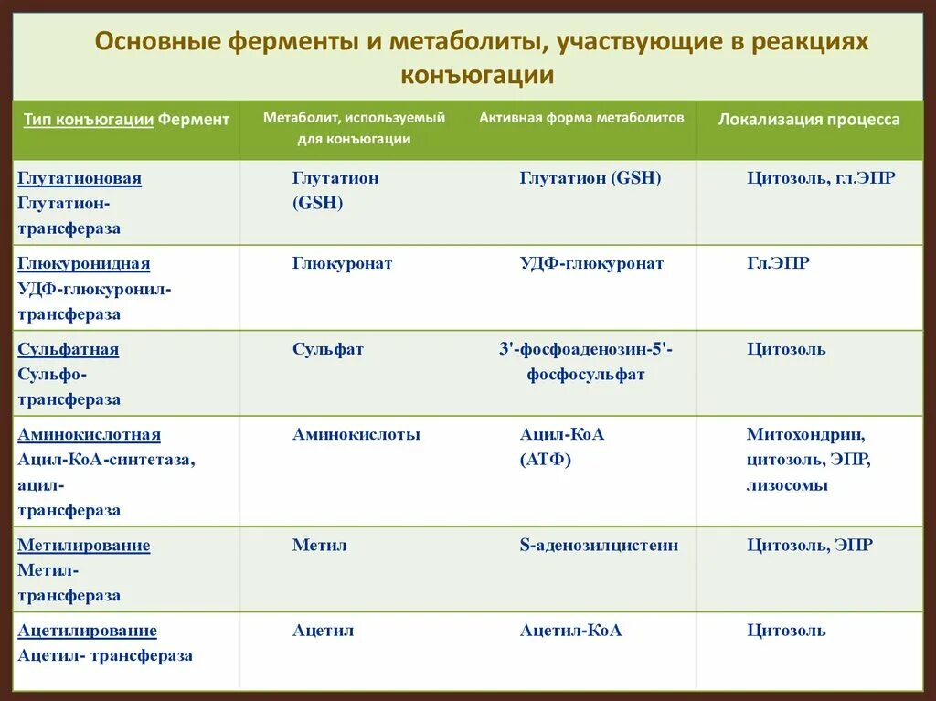 Характеристика ферментов участвующих в. Основные ферменты и метаболиты участвующие в конъюгации. Основные ферменты таблица. Основные типы ферментов катализирующих реакции конъюгации. Основные виды конъюгации.