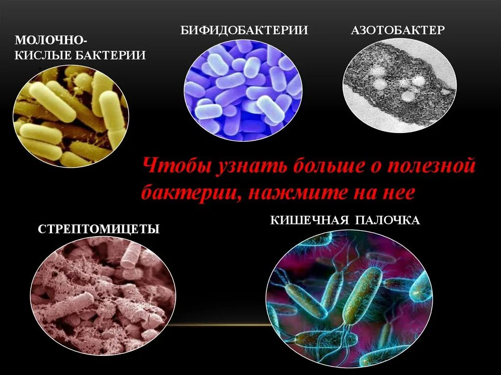 Полезные микроорганизмы. Полезные бактерии названия. Полезные бактерии для человека. Полезные бактерии для человека названия.