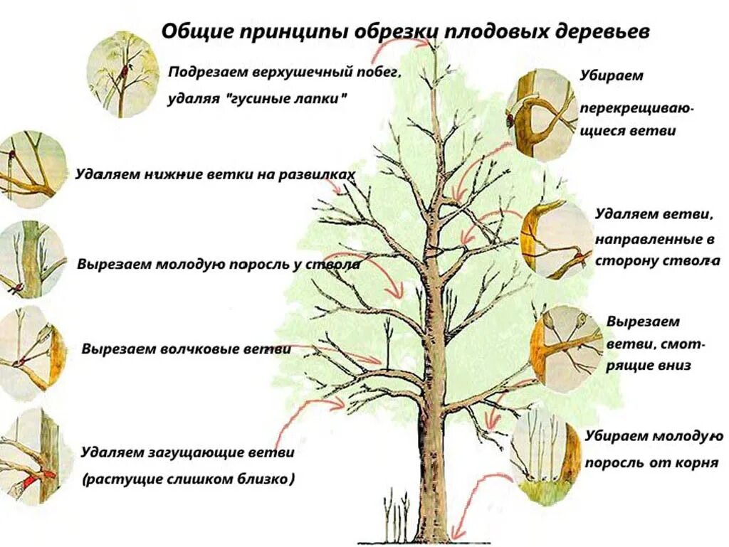 Как подрезать яблоню весной. Схема подрезки плодовых деревьев. Санитарная обрезка яблони весной. Схема санитарной обрезки деревьев. Санитарная обрезка плодовых деревьев.