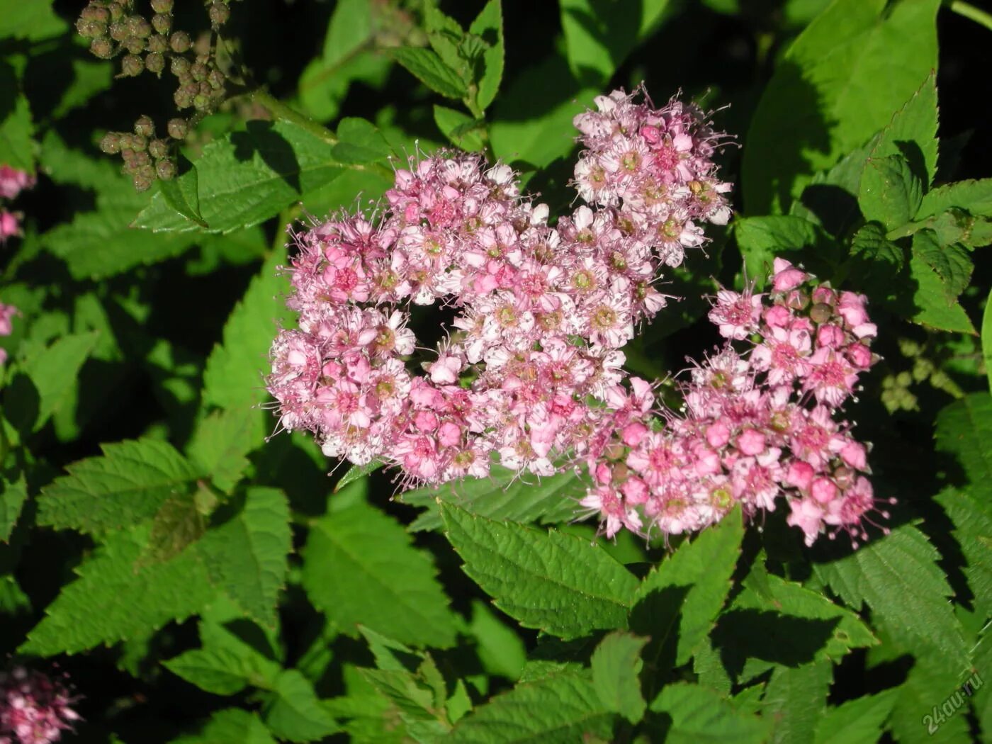 Спирея Nana. Спирея Spiraea japonica 'Nana. Спирея японская Джапаниз Дварф.