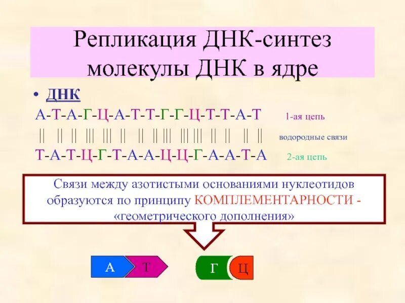 А т г ц. А т г ц биология. а-ц-т-г сделать водородную цепочку.