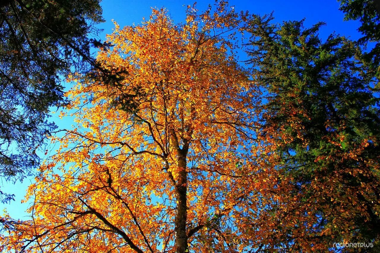 Осина Лесная. Осеннее дерево. Осень деревья. Осина осенью. Осинка листья осенью