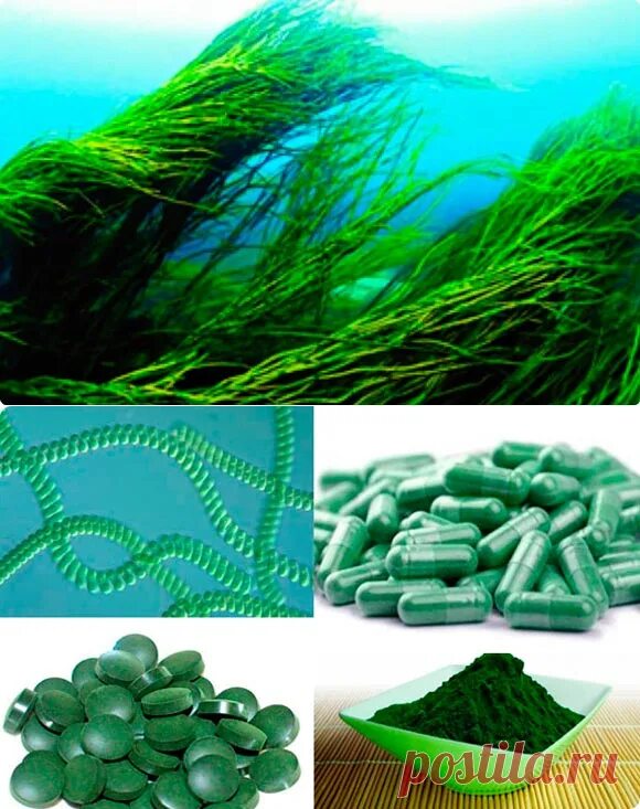 Spirulina водоросль. Spirulina SP. – Спирулина. Arthrospira водоросли. Фикус ламинарий спирулита.