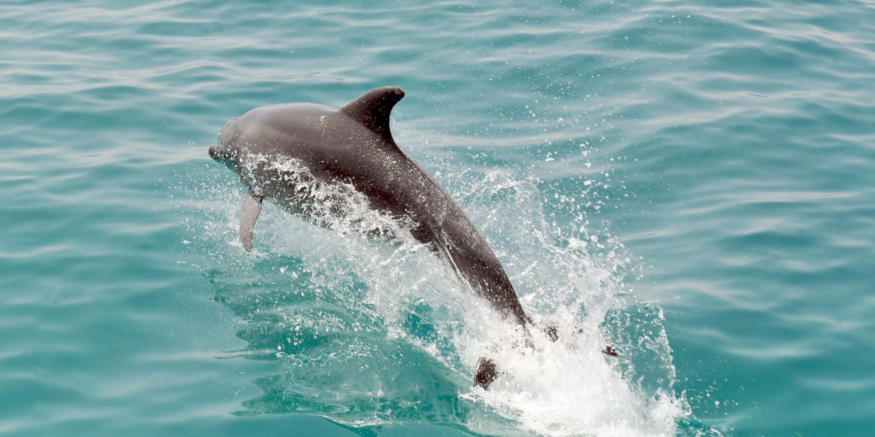 Дельфин уплывает. Дельфины уплывают. Дельфинчик уплыл. Дельфин фото сверху.