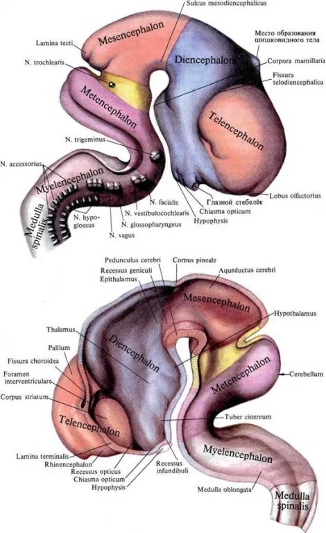 Внутриутробное развитие мозга. Развитие головного мозга человека в эмбриогенезе. Этапы развития головного мозга в эмбриогенезе человека. Стадии мозговых пузырей. Источники эмбрионального развития головного мозга.