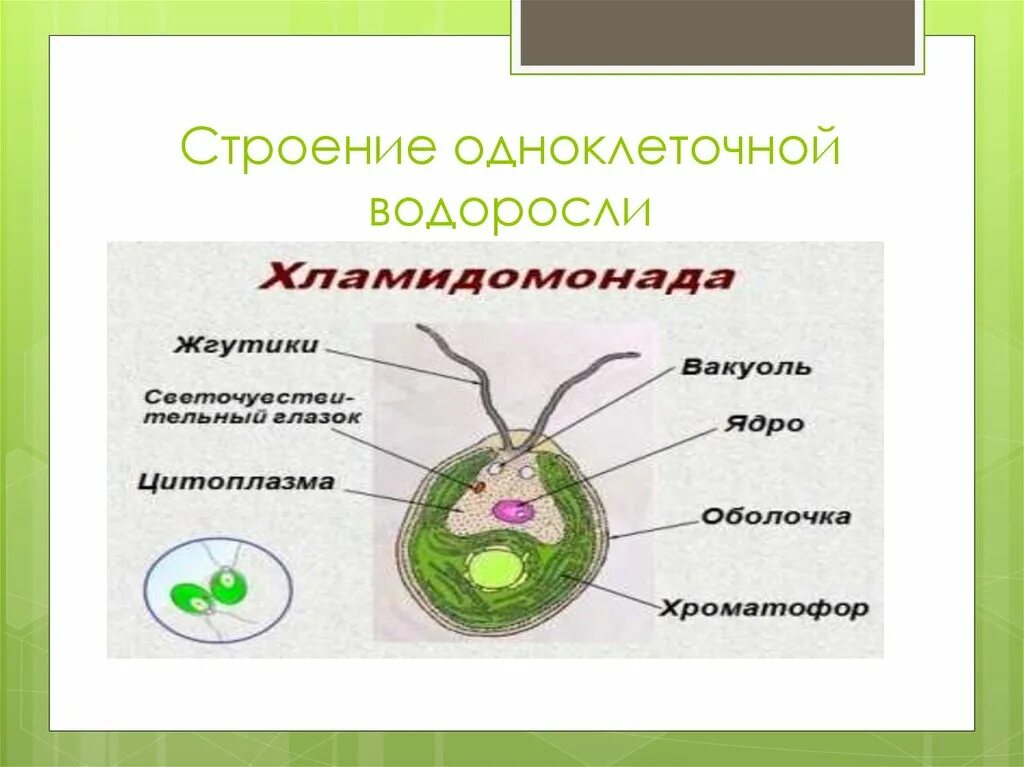 Строение одноклеточных зеленых водорослей. Одноклеточные водоросли строение клетки. Строение одноклеточной водоросли хламидомонады. Строение клетки одноклеточные зеленые водоросли. Лабораторная работа строение водорослей