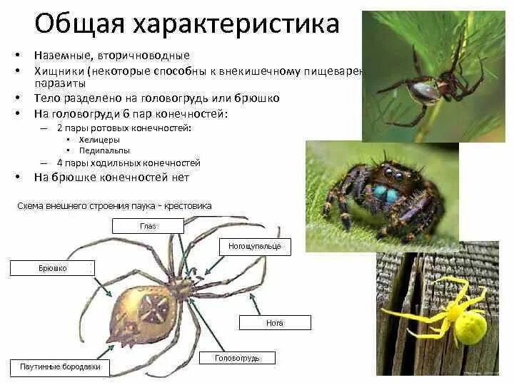 Признаки паукообразных