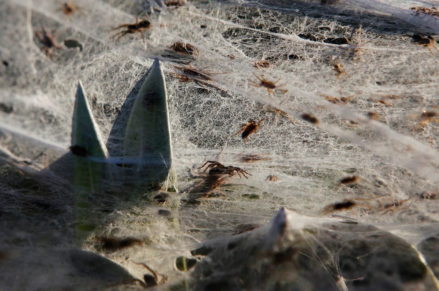 Пауки в австралии паутина. Миграция пауков в австралии. Поле пауков. Поле пауков. Миграция пауков в австралии.