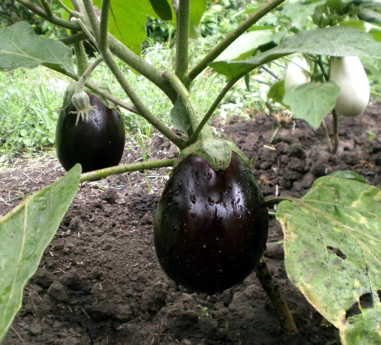 Баклажаны в теплице. Грунте выращивание баклажанов в. Баклажан куст. Баклажан клоринда f1. Баклажаны на грядке.