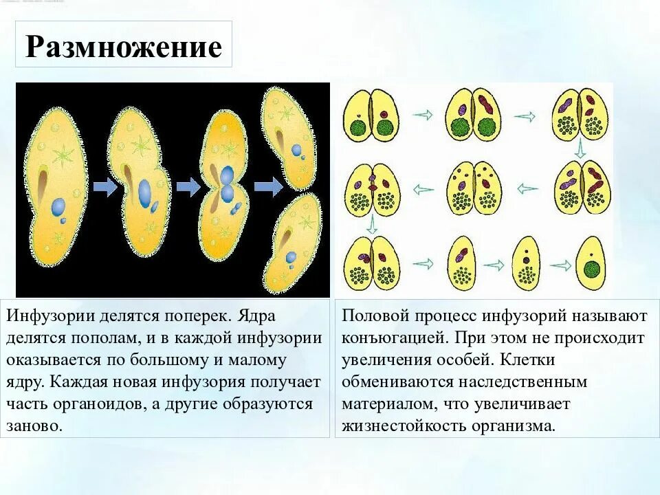 Обмен ядрами в процессе размножения происходит у