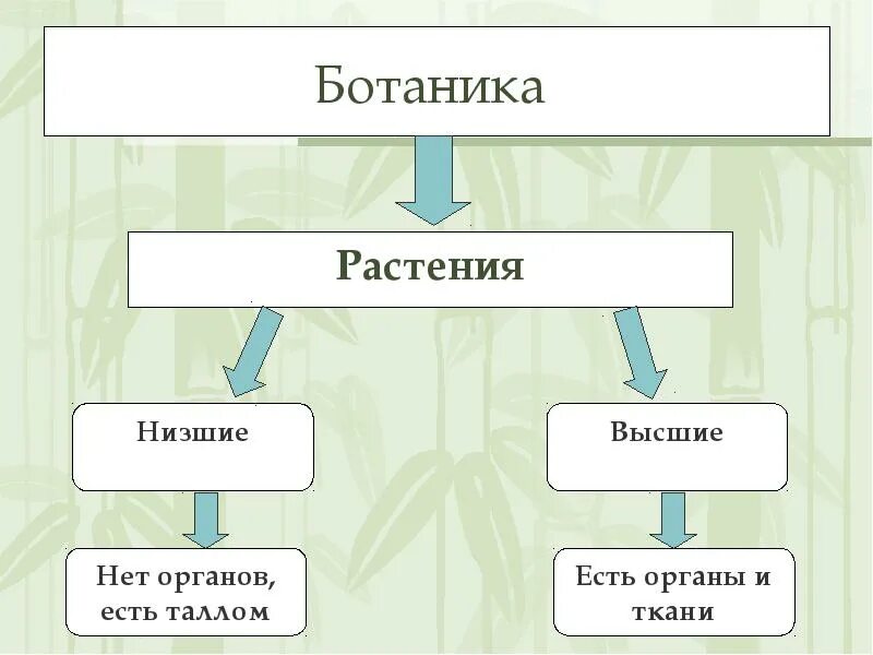 Ботаника низшие и высшие. Растения низшие и высшие схема. Ботаника систематика низших растений. Низшие растения схема.