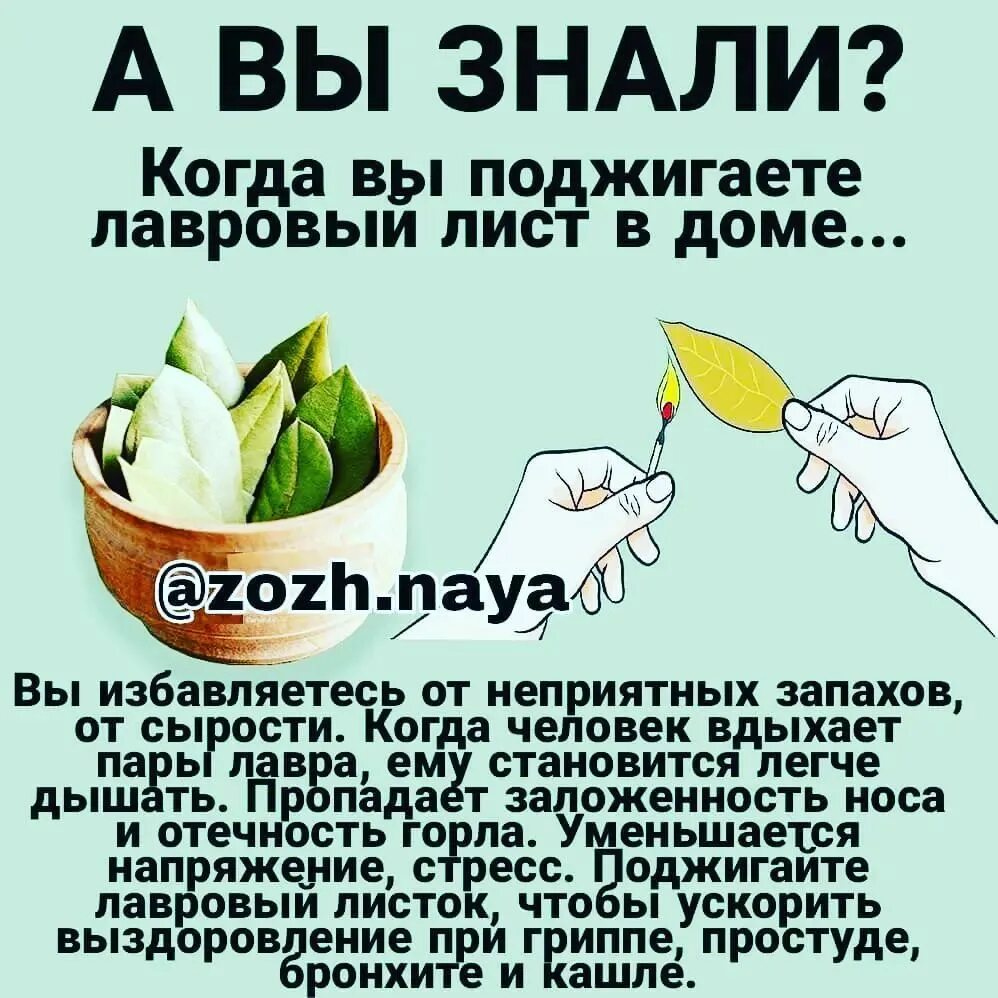 чем полезен лавровый лист. лавровый лист польза и вред для здоровья. лавровый лист полезный для здоровья. свойства лаврового листа. лавровый лист полезный для здоровья.
