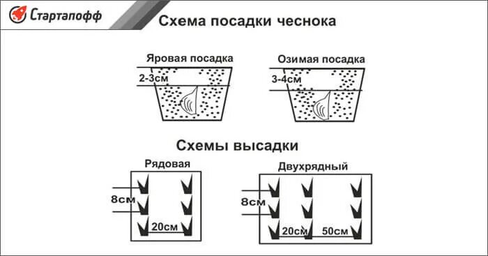 Чеснок на зиму посадка на какую глубину. Схема и глубина посадки озимого чеснока. посадка озимого чеснока осенью схема. схема высадки озимого чеснока.