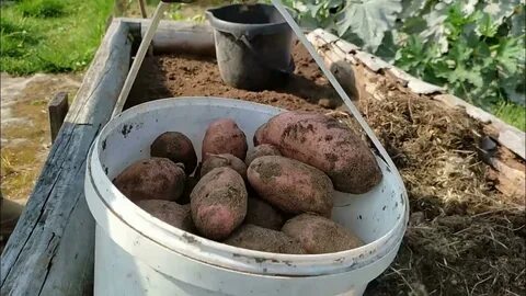 Когда можно подкапывать молодую картошку