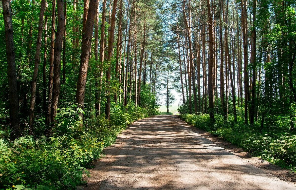 Доступный лес. Парк Ольгино лесопарк. Балатовский парк Пермь Лесная тропа. Лесопарк Ольгино Железнодорожный. Лесопарк Кузьминки Сосновый лес.