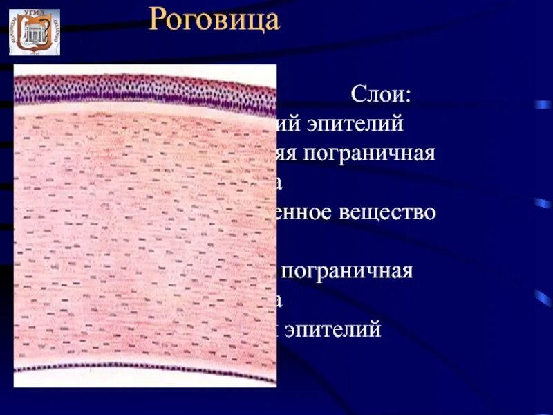 Роговица глаза гистология. Слои роговицы. Эпителий роговицы гистология. Слои роговицы глаза. Роговица образована