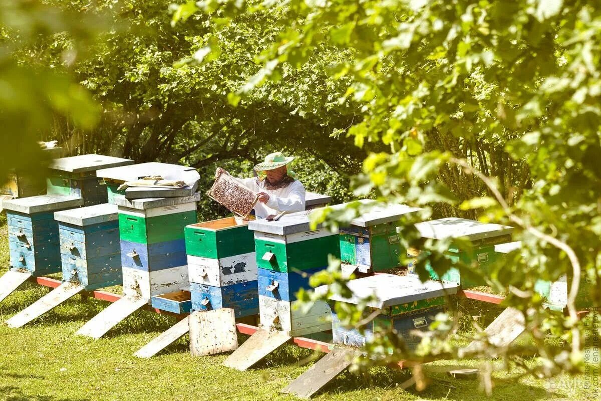 наша пасека липецк. пасека липецк. пасека медовый рай алтай. пчеловод мукимов. пасека жукова.