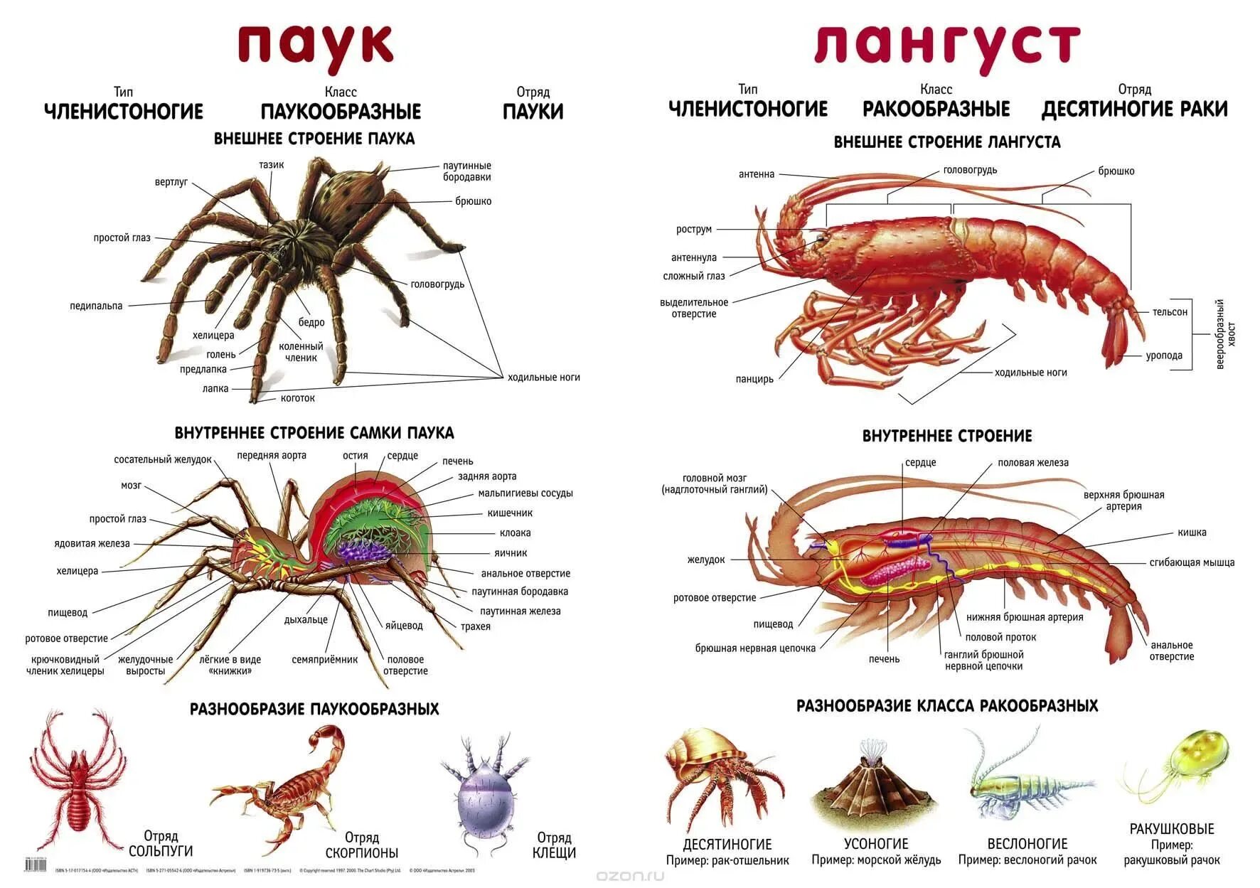 Биология паукообразные тест. Лангустины строение внутреннее. Строение лангустина. Внутреннее строение лангуста. Лангустины строение тела.