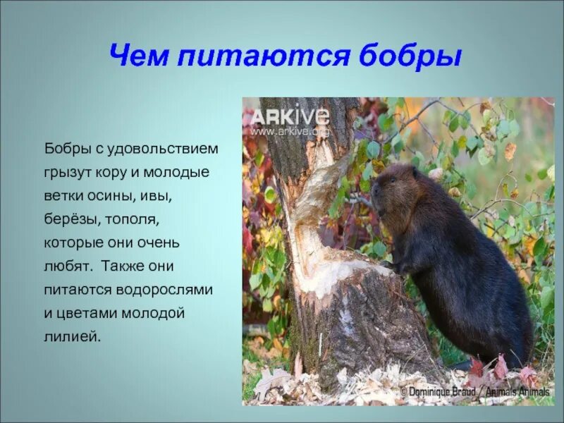 Чем питается бобр в природе. Чем питаются бобры. чем питается бобер. питание бобра. чем питаются речные бобры.