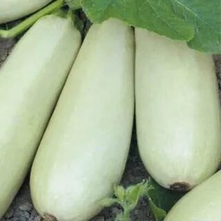 Кабачок ролик